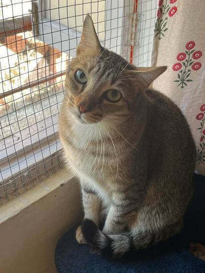 Peaches looking cute and curious. That little head tilt gets me every time.