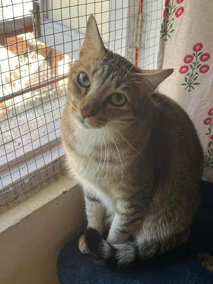 Peaches looking cute and curious. That little head tilt gets me every time.