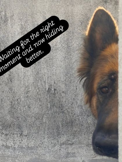 Waiting for the right moment and now hiding better. A classic German Shepherd peek-a-boo.