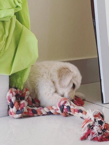 We Care Pet Creche - Home Dog Boarding Playtime & Fun photo 10