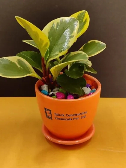 A variegated Peperomia in a vibrant orange pot with the Talrak Construction logo, a bright and beautiful corporate gift.