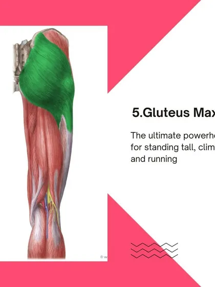 The Gluteus Maximus, the powerhouse for standing, climbing, and running. Understand its function to build powerful athletes.