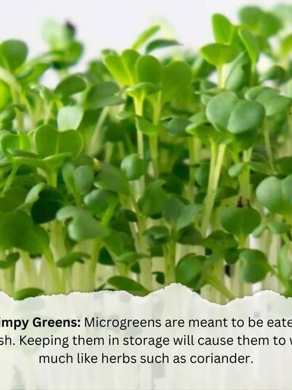 Microgreens: Health in 7 Days photo 12