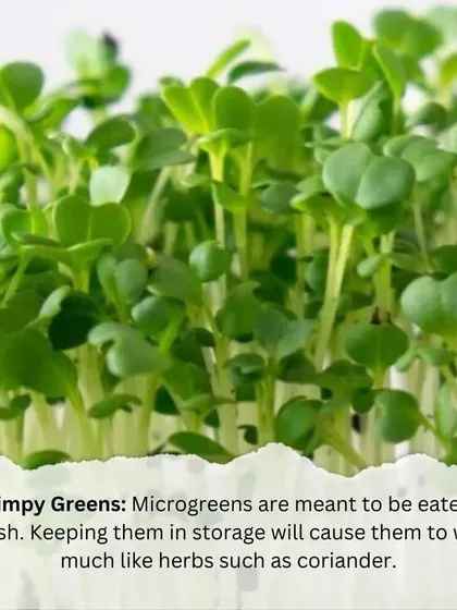 If you find your microgreens are limp, it's likely because they weren't eaten fresh. Microgreens are best harvested and eaten right away for the best texture and flavor.
