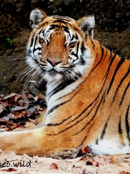 This is what I imagine a happy, relaxed tiger looks like. Just resting in the cool earth, taking a break from the heat of the day. It is a peaceful scene that shows the softer side of these powerful predators.