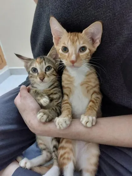 A ginger and a tabby kitten, both 3 months old, posing for the camera. They are siblings and best friends.