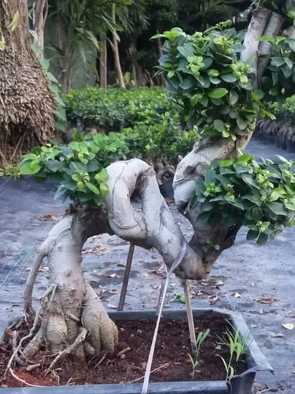 I also source special plants like this imported Chinese Ficus bonsai. It's a living sculpture that adds a unique, artistic touch to any garden or indoor space.
