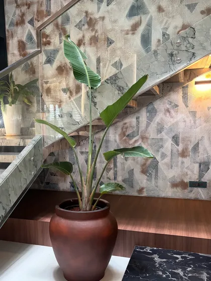 A Bird of Paradise plant stands in a rustic terracotta pot against a modern, patterned wall. The contrast between the organic plant and the geometric wallpaper creates a visually interesting and dynamic composition.