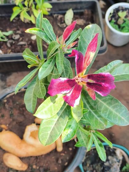 Bonsai: The Art of Miniature Trees photo 14