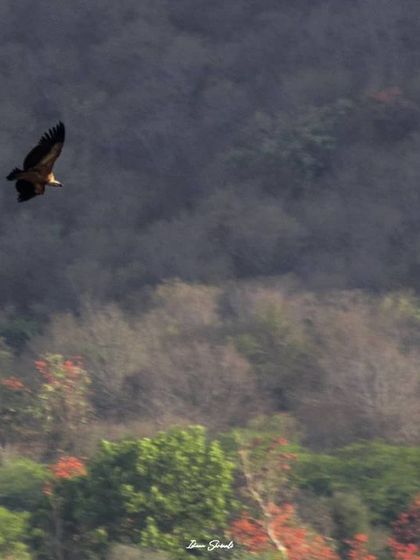 A panned shot of the Eurasian Griffon in flight. Using a slower shutter speed while following the bird creates motion blur in the background, which emphasizes the speed and movement of the vulture as it glides through the air.