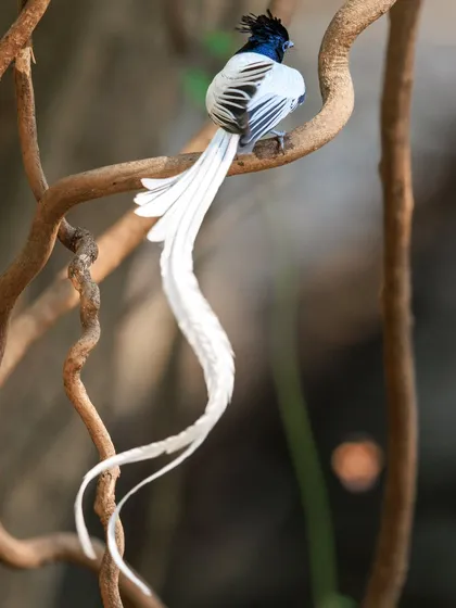 The white morph of the male Asian Paradise Flycatcher is a sight to behold, its long, ribbon-like tail creating what I call poetry in motion. This image captures the ethereal grace of the bird as it navigates through tangled vines.