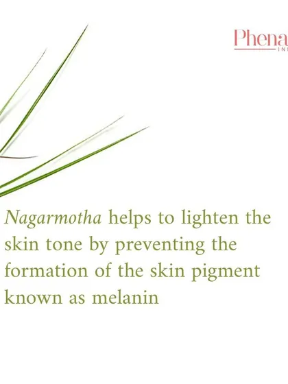 One of the key benefits of Nagarmotha is its ability to help lighten skin tone. It works by naturally preventing the formation of melanin, the pigment responsible for dark spots and unevenness.