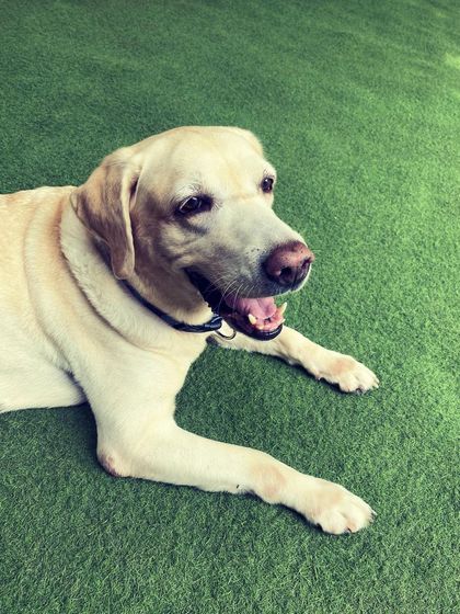 Becky's Bow Wow House - Dog Boarding (Overnight & Long-Term) Pawsitive Vibes: Our Happy Guests photo 5