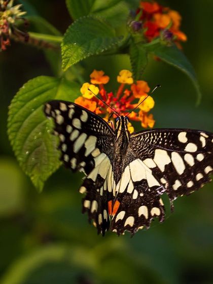 A Lime Butterfly with its wings spread wide, showcasing its beautiful black and white spotted pattern. It is perched on a Lantana flower, a favorite nectar source for many butterfly species.