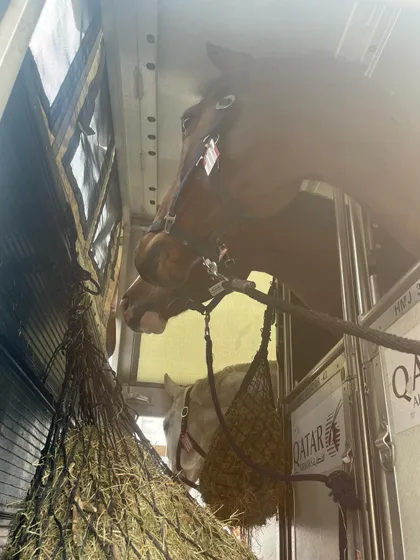Our new horses getting comfortable during their transport to India. Their well-being is our top priority from the moment they join our team.