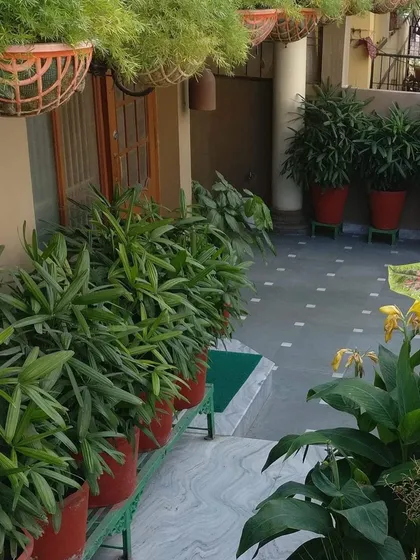 Lady Palms can also be used in more traditional residential settings, like this covered patio, where they add lushness alongside other potted and hanging plants.