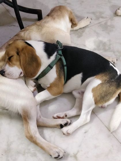 Jazzy's Pet Care - In-Home Dog Boarding Cozy Corners & Nap Time photo 40