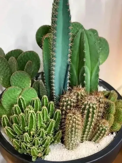 A modern desert-scape arrangement in a black bowl, featuring several types of cacti. This makes a great, long-lasting centerpiece.