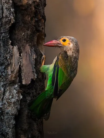 A Brown-headed Barbet at its nest, a testament to parenthood in the wild. I watched as it tirelessly flew back and forth, bringing food to its hungry chicks.