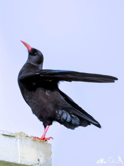 The elegant posture of a Red-billed Chough, a bird found on mountain cliffs across Eurasia.