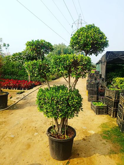 A Ficus microcarpa topiary with a multi-stem base, shaped into three distinct balls of foliage, ready for a client's garden.