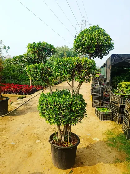 A Ficus microcarpa topiary in a simple pot, showing its clean, spherical shapes. This style is great for creating a formal, organised look in any outdoor area.