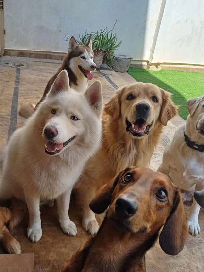 A diverse group of friends: Huskies, a Golden Retriever, and a Dachshund.