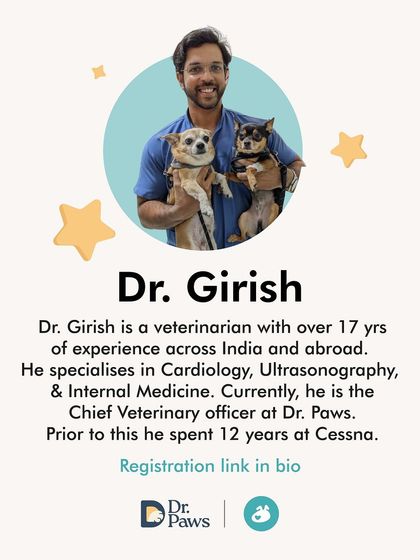 The Pack - Pet Parent Education & Workshops Expert-Led Online Masterclasses photo 42