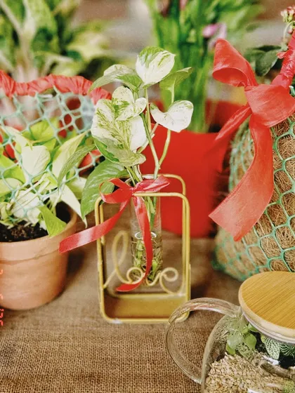 A simple Pothos cutting in a 'Love' propagation stand. This is a sweet and affordable gift that will grow into a beautiful trailing plant.