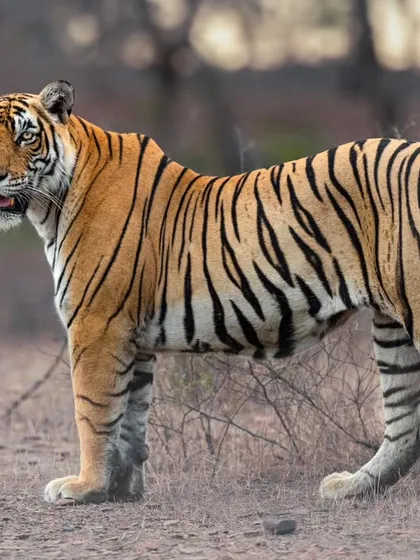 A full-body portrait of Riddhi, showcasing her magnificent stripes and healthy condition.
