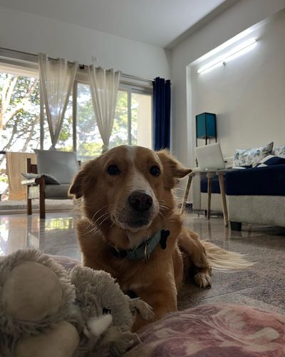In-Home Pet Sitting