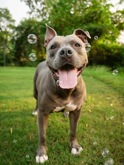 Another shot of Millie the happy Pitbull, this time with bubbles floating around her. A magical moment from her engagement shoot.