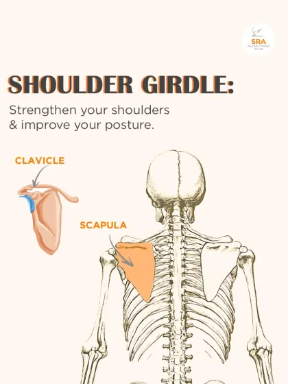 The shoulder girdle, made of the clavicle and scapula, is crucial for stabilizing your upper body. We focus on strengthening this area to improve posture and reduce injury risk.