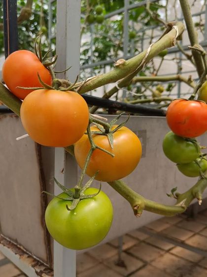 I love watching the full spectrum of colors as tomatoes ripen on the same vine. This is something you only get to see when you grow your own food.