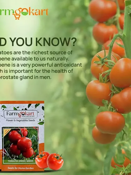 Did you know tomatoes are the richest natural source of lycopene? Growing your own means you have a powerful antioxidant right at your fingertips. My seed packets make it simple to get started.