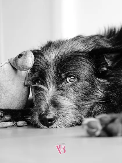 Sometimes, taking away the color reveals the true emotion. This quiet, monochrome portrait of Bozo with his favorite toy strips away all distractions, leaving just the raw, soulful connection.