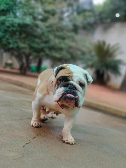 Look at this lovely English Bulldog, another one of our wonderful guests. We are experienced in handling the specific grooming needs of all breeds, ensuring every pup leaves feeling fresh and looking their best.