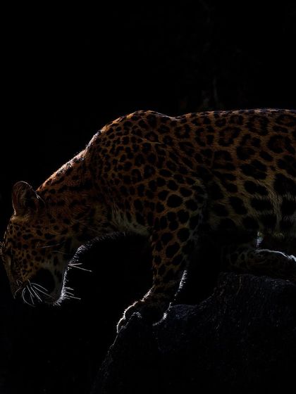 Ranthambore: Land of Legendary Tigers photo 48