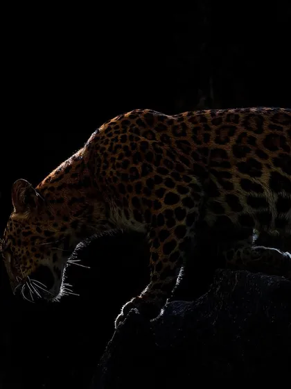 A dramatic rim-lit shot of a leopard, creating a powerful silhouette. This advanced lighting technique can turn a simple sighting into a work of art.