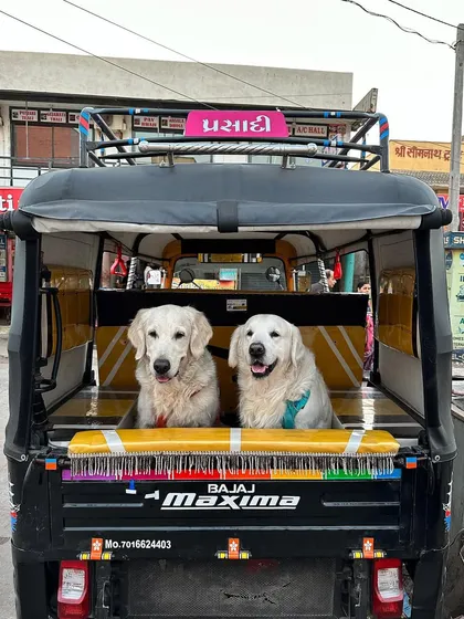 Exploring a new place like a local is always fun. Getting your dog comfortable with different sounds and vehicles, like this auto-rickshaw in Gujarat, is essential for stress-free travel in India.