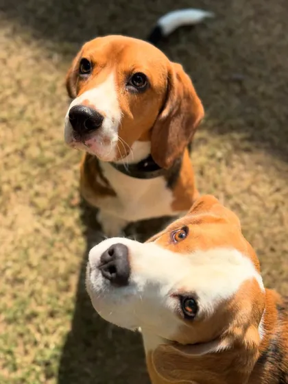 A pair of beagles, looking up with those classic, soulful eyes. Double the trouble, double the love.