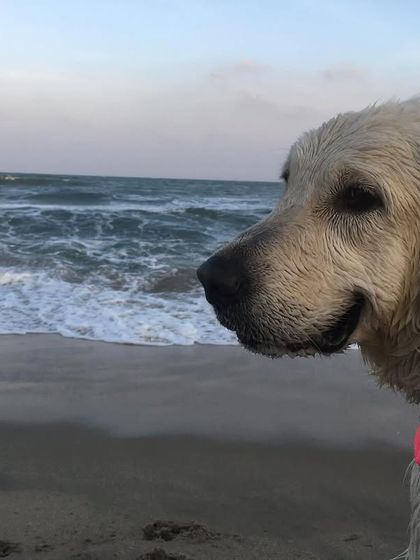 Deepthi - Dog Travel & Adventure Coaching Water Adventures: From Pools to Open Seas photo 5