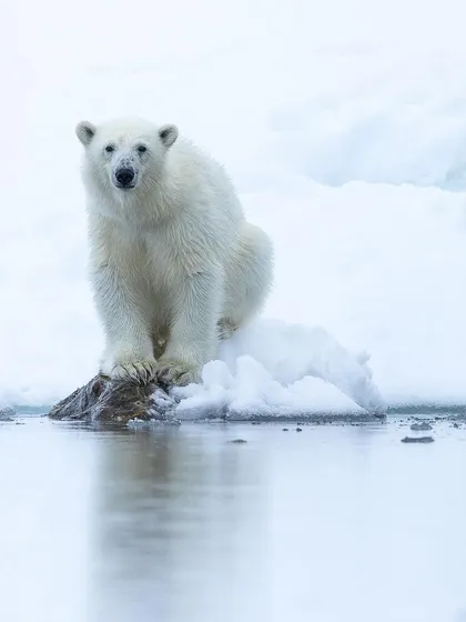A young polar bear pauses on a rock at the edge of the Arctic sea ice in Svalbard. We use small expedition ships to get close yet respectful encounters like this, allowing for clean, high-key portraits that highlight the stark beauty of the polar realm.