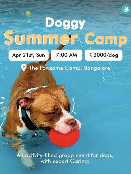 Look at that happy face! Our Doggy Summer Camps are designed for pure fun. This sporty pup is having the time of his life during a supervised swim, a perfect way to beat the heat and burn off some energy.