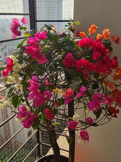 Another view of the gorgeous Bougainvillea, showing how it fills the balcony space with such vibrant energy against the city backdrop. It's a reminder that beauty can thrive anywhere.
