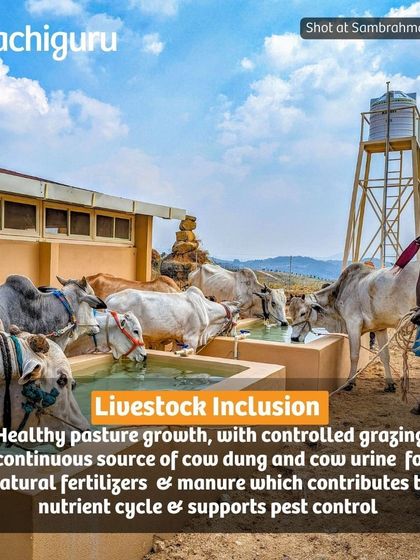 Livestock inclusion is a key part of our permaculture design. Controlled grazing by our cattle at Sambrahma Farms helps maintain healthy pastures and provides a natural source of fertilizer, completing the nutrient cycle.