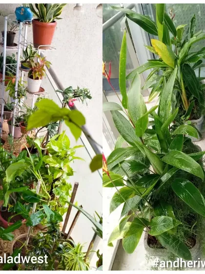 A collage showing groomed plants in Malad West and Andheri West, perfect for the festive season or a general refresh.