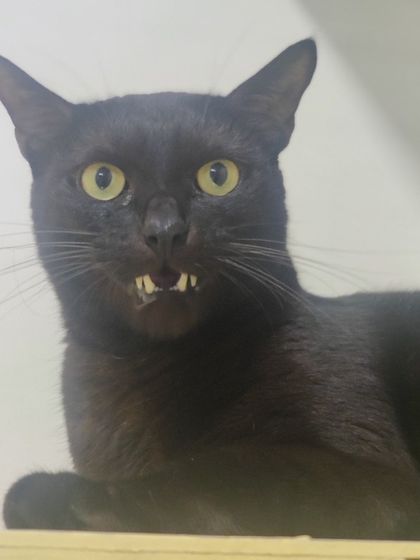 Sammy's Nest - Home Boarding for Small Pets Happy Cats: Our Boarding Guests photo 79