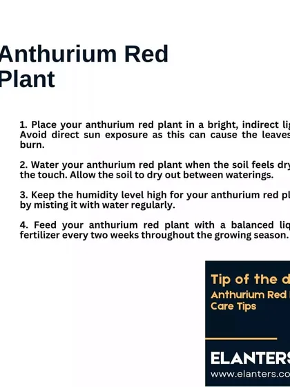 Anthurium Care Part 1: Place it in bright, indirect light and water when the soil feels dry. Keep humidity high by misting regularly and feed every two weeks during the growing season.