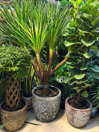This plant cluster is just stunning. It combines a braided Money Tree, a multi-stemmed Dracaena, and a Fiddle Leaf Fig in a variety of rustic and Atlantis planters for a lush, textured look.